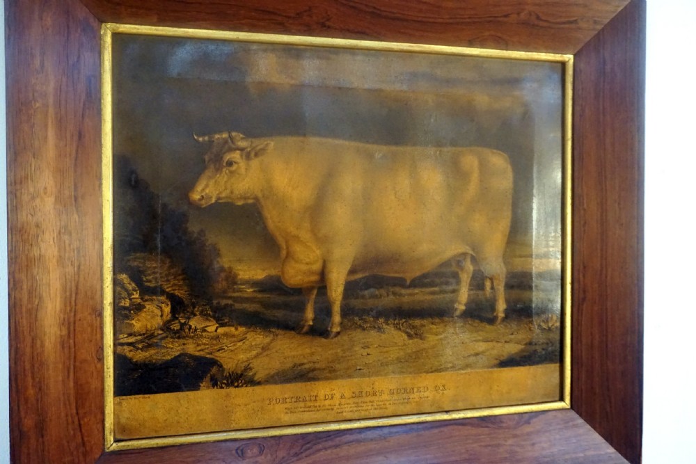 a lovely early victorian primitive portrait of a short horned ox