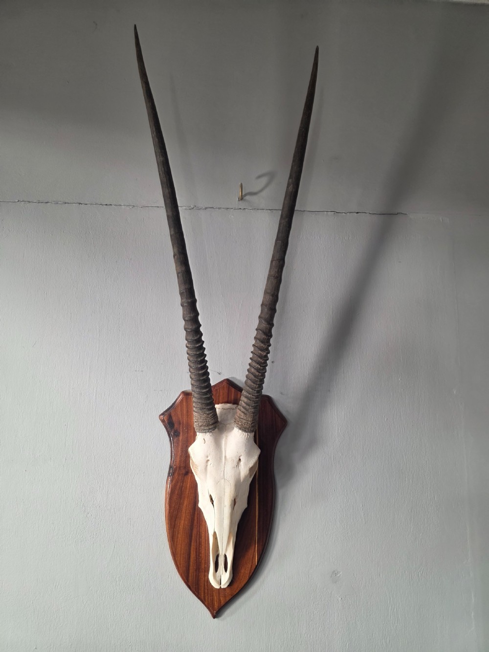namibian oryx skull and horns mounted on a wood shield